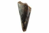 Tyrannosaur Premax Tooth - Montana #98311-1